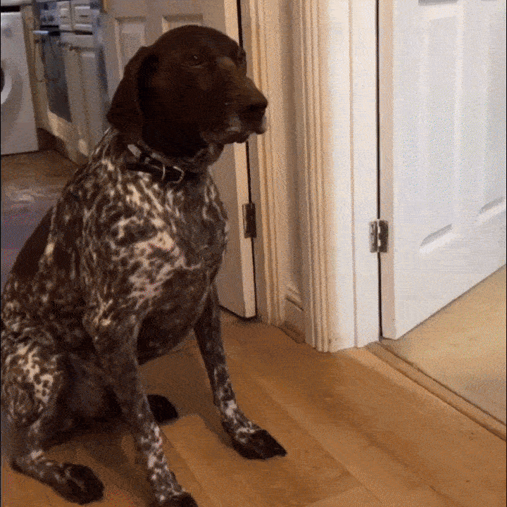 Pet Safety Gate Plus – Extra Strong, No-Drill Pet Gate for Stairways, Doorways & Hallways | Easy One-Hand Use, No Wall Damage