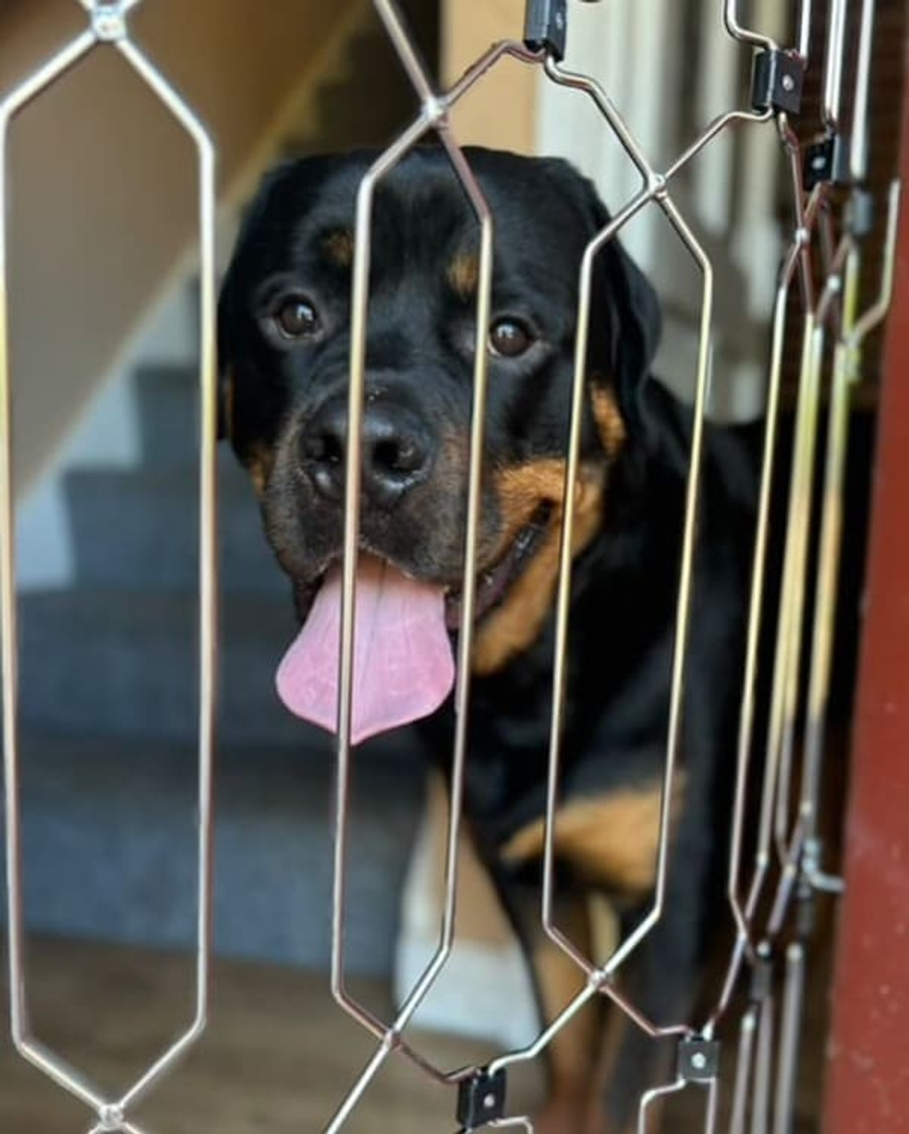 Pet Safety Gate Plus – Extra Strong, No-Drill Pet Gate for Stairways, Doorways & Hallways | Easy One-Hand Use, No Wall Damage