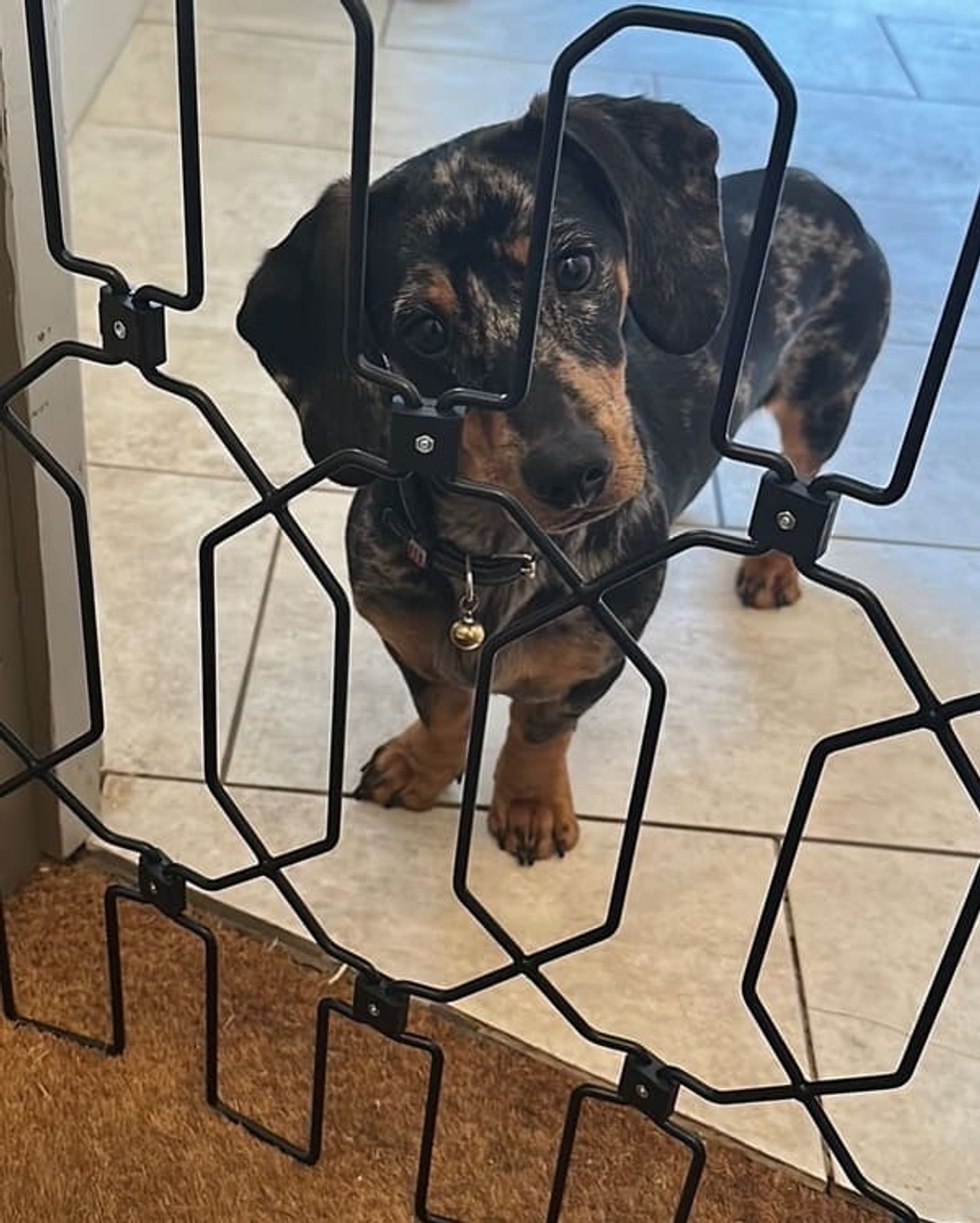 Pet Safety Gate Plus – Extra Strong, No-Drill Pet Gate for Stairways, Doorways & Hallways | Easy One-Hand Use, No Wall Damage