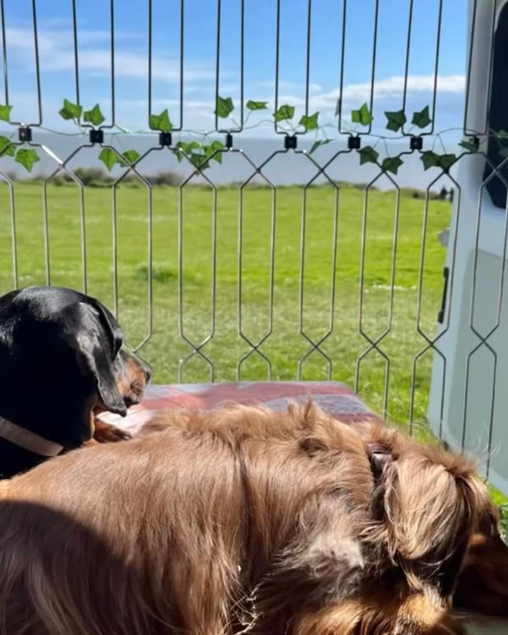 Pet Safety Gate Plus – Extra Strong, No-Drill Pet Gate for Stairways, Doorways & Hallways | Easy One-Hand Use, No Wall Damage